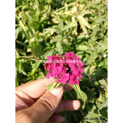 檜柏基地直銷 規(guī)格全 保證數(shù)量 價格優(yōu)惠 基地批發(fā)