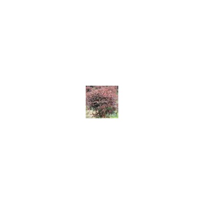 柳樹批發(fā) 公園行道綠化苗木垂柳樹苗 盆栽地栽金絲垂柳