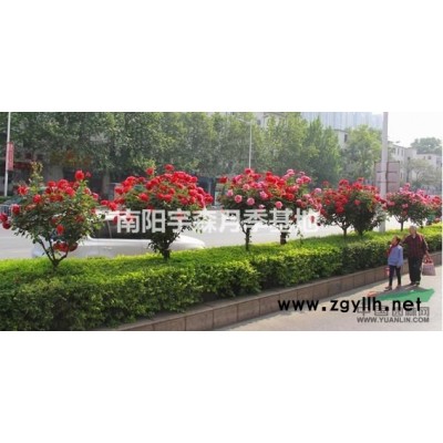 樹樁月季，3，4，5各種規(guī)格。價(jià)格優(yōu)厚