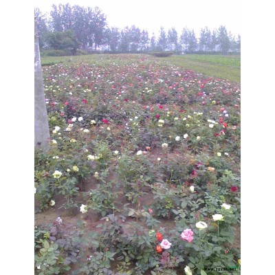 金山繡線菊、紅花繡線菊、金焰繡線菊、珍珠繡線菊等
