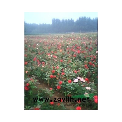 河南供應月季，黃楊種植銷售