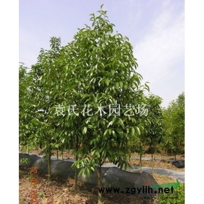 供應(yīng)浙江地區(qū)茶花 浙江茶花價格批發(fā) 出售茶花供應(yīng)