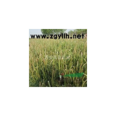 營養(yǎng)缽側柏 陜西西安周至綠化苗木基地 山西營養(yǎng)杯側柏 綠化苗