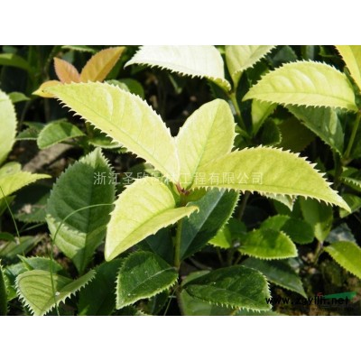 新品桂花，珍珠彩桂