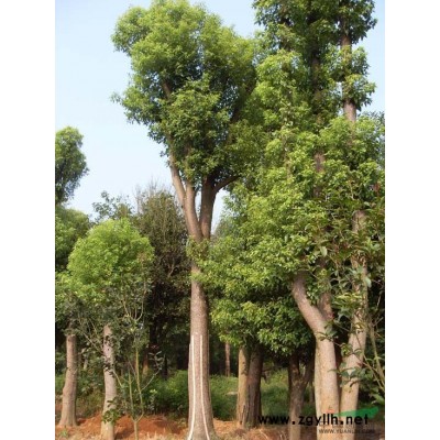 供應(yīng)河南香樟樹(shù)江蘇香樟樹(shù)湖北香樟樹(shù)湖南香樟樹(shù)