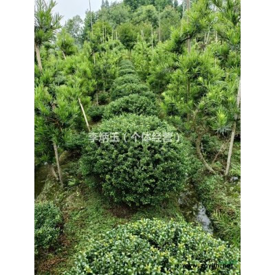 30公分國槐價(jià)格.大量出售30-50公分大國槐批發(fā).成都國槐