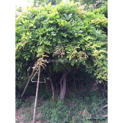 國(guó)槐，國(guó)槐價(jià)格，國(guó)槐供應(yīng)，江蘇國(guó)槐