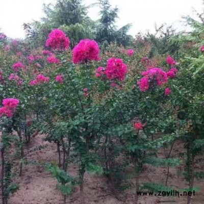 河南國槐基地 許昌國槐基地批發(fā) 如果需要采購國槐可以到河南許