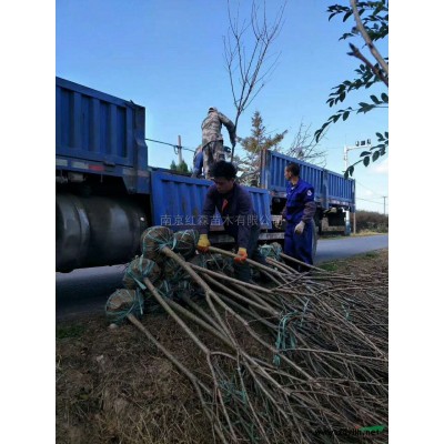 南京紅森苗木供應各種規(guī)格欒樹 欒樹價格 欒樹報價