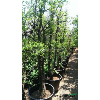 云南地區(qū)出售4-35公分欒樹成品苗