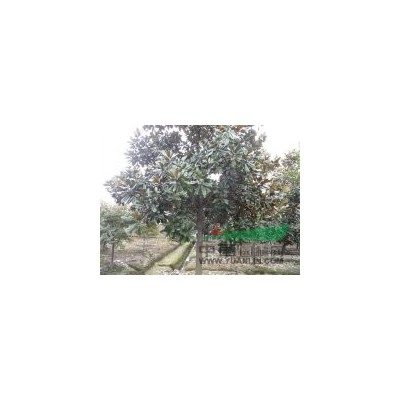 欒樹(shù)