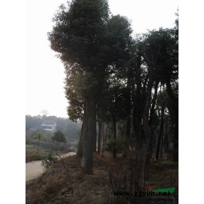 12公分欒樹|12公分欒樹價(jià)格-益陽友緣