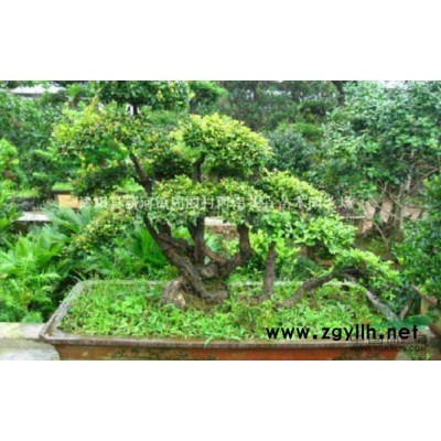 江蘇沭陽基地低價(jià)供應(yīng)批發(fā)大規(guī)格廣玉蘭 國槐 合歡 欒樹