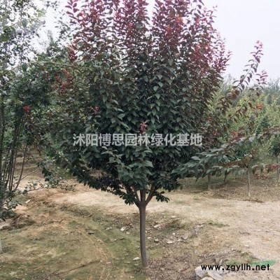 廣玉蘭批發(fā)，各種規(guī)格*，紫玉蘭直銷，白玉蘭基地