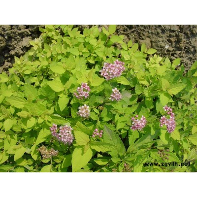 供應(yīng)香樟、無患子、紅白玉蘭、桂花、紅葉石楠等