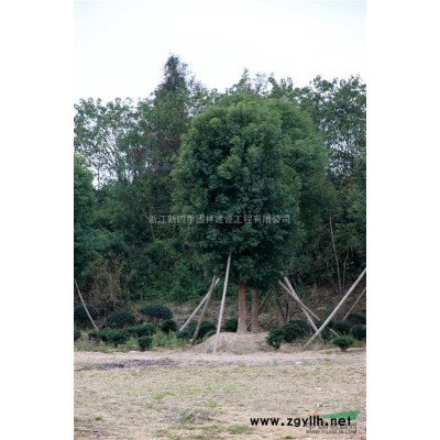 香樟，香樟供應(yīng)，香樟價(jià)格，2014年浙江香樟圖片，香樟價(jià)格