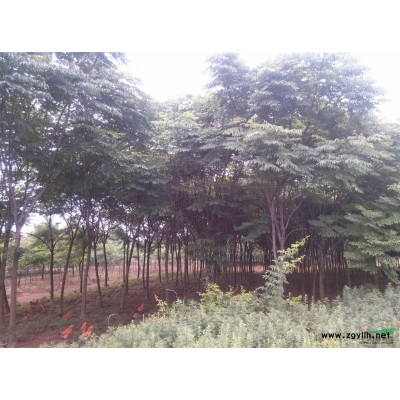 桂花8公分金桂10公分桂花12公分叢生桂花價(jià)格3米桂花4米桂花5米..
