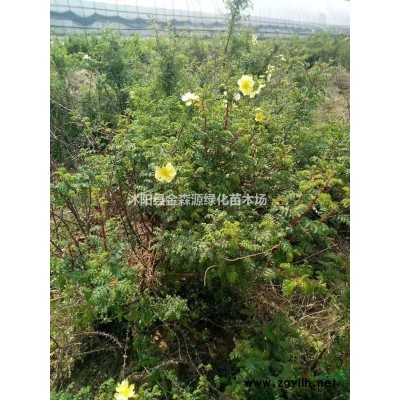桂花產地 金桂小苗 四季桂圖片 桂花價格
