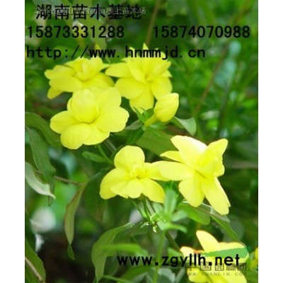 大葉女貞 大葉女貞價(jià)格 咨詢(xún)湖南澤云苗木合作社
