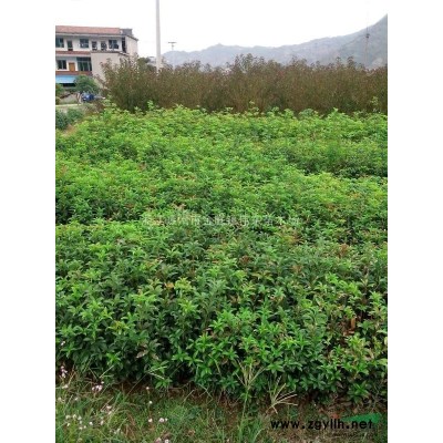 浙江地區(qū)供應(yīng)大葉女貞（冬青樹）