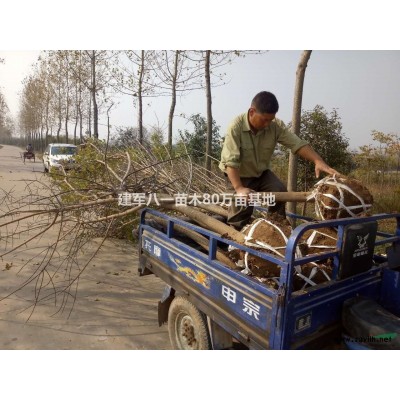 江蘇[產品]/江蘇桂花 桂花樹 價格/報價