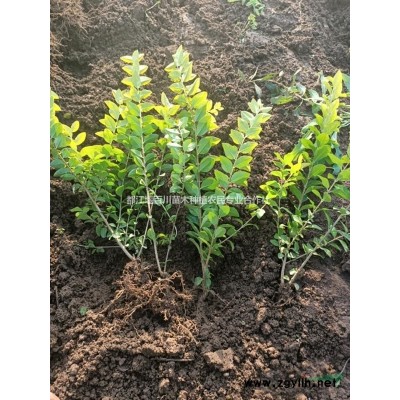 叢生桂花　地籠子桂花　低分枝桂花　叢生桂花價(jià)格　叢生桂花行情　叢生桂花市場(chǎng)行情　成都叢生桂花　叢生桂
