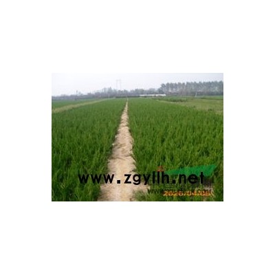 供應叢生樸樹叢生大葉女貞，叢生五角楓等苗木
