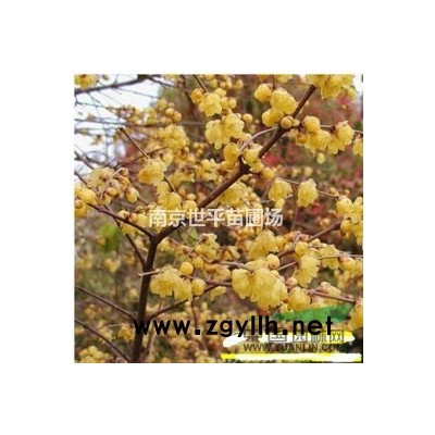 10公分大葉女貞價(jià)格 12公分大葉女貞價(jià)格 15公分大葉女貞