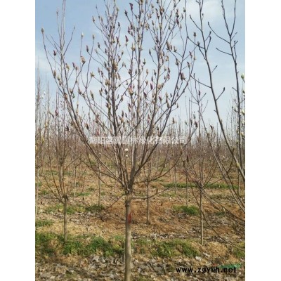 南陽當地3-5米精品高桿桂花供應