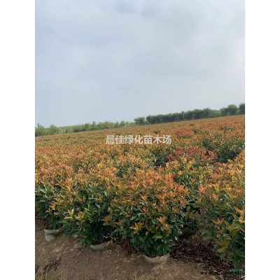 叢生美國紅楓