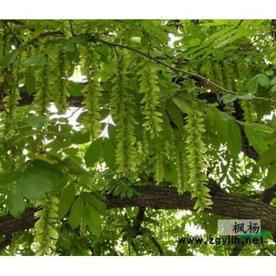 四川高桿桂花 優(yōu)質(zhì)紫葉李*選四川萬鼎園林