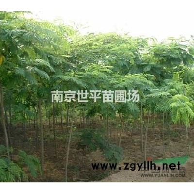 美國紅楓價(jià)格