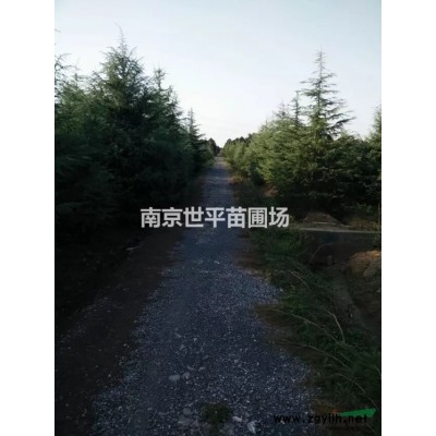 馬褂木價(jià)格10公分馬灌木12公分馬灌木15公分馬灌木