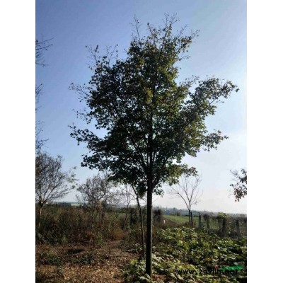 大量供應12-14公分精品紅葉李