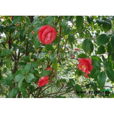 供應(yīng)浙江地區(qū)紅楓 浙江紅楓小苗價格批發(fā) 出售紅楓供應(yīng)