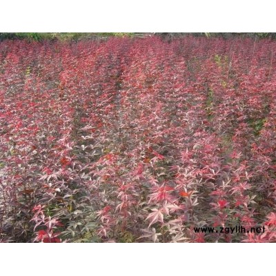 大量供應櫻花，垂絲海棠，西俯海棠，茶花，紅楓，花梅等小苗
