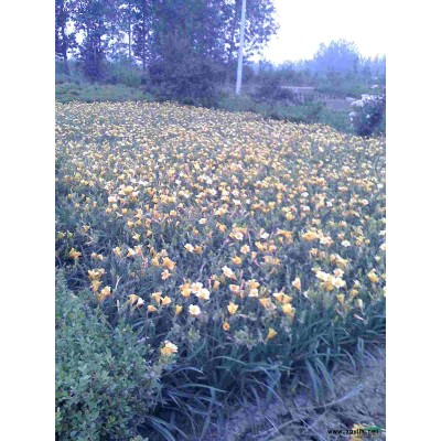 木槿、高桿女貞、紫薇、紫荊、紅葉李、馬褂木