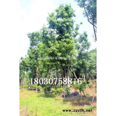 紅葉石楠工程苗 苗圃直銷 價廉物美