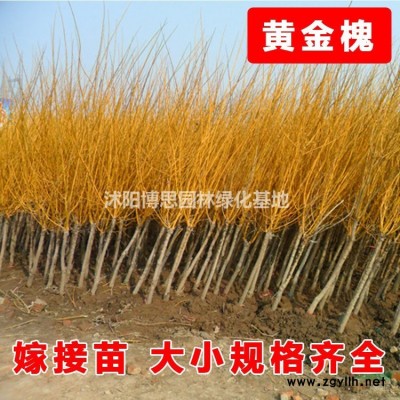 黃連翹批發(fā)，黃連翹基地，黃連翹價(jià)格
