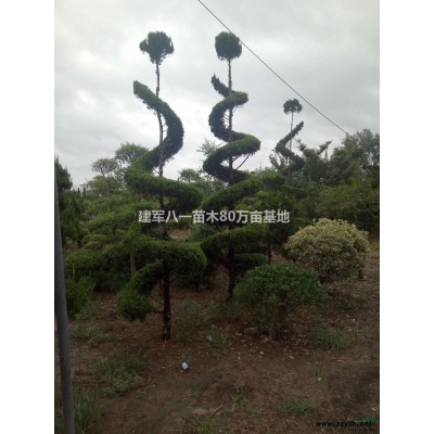 2022年*新供應連翹/連翹產地/連翹報價圖片