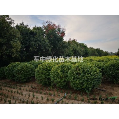 連翹球，藥用連翹50一200公分冠