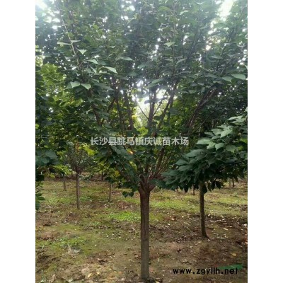 冬青柱子，珊瑚柱子，法國冬青柱子80至250公分高