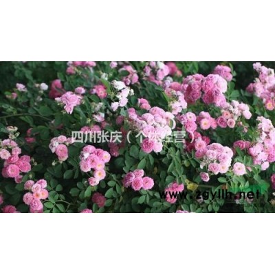 四川薔薇，龜甲冬青  紅葉石楠  金葉女貞 金邊黃楊大量供應(yīng)