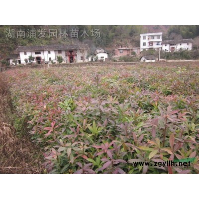湖南法國冬青-法國冬青批發(fā)-優(yōu)質(zhì)法國冬青球
