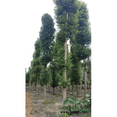 法國冬青苗圃基地  冬青苗子批發  法國冬青基地價格