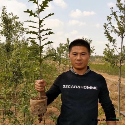 杯苗娜塔櫟小苗15萬棵限量供應(yīng) 江蘇邳州地區(qū)