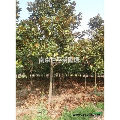 娜塔櫟價(jià)格 紅櫟價(jià)格 美國紅櫟價(jià)格  娜塔櫟10公分價(jià)格