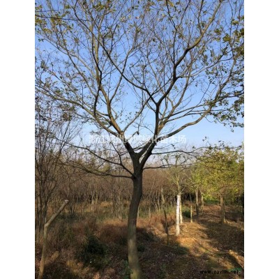 浙江[產(chǎn)品]/浙江納塔櫟 湖州娜塔莉 浙江娜塔櫟價格/報價