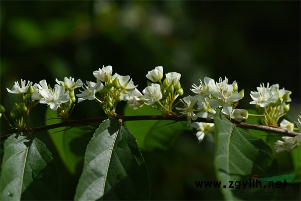 花色潔白的平當(dāng)樹花朵簇?fù)沓蓤F(tuán) (4).jpg