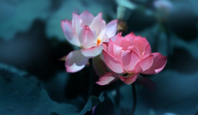 500多個(gè)荷花睡蓮品種各展嬌姿 第36屆全國(guó)荷花展覽即將在昆舉辦